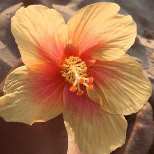 Meet your Posher, Diana